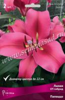 Лилия ОТ-Гибрид Палаццо