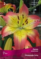 Лилия Азиатская Оклахома Сити (14/16) 2шт