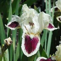 Ирис карликовый Блек Черри Дилайт (I)