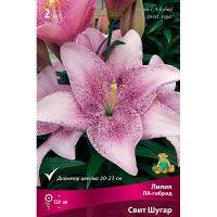 Лилия ЛА-Гибрид Свит Шугар 14/16