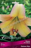 Лилия ОТ-Гибрид Райзинг Мун (14/16) 2 шт