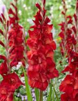 Гладиолус Амига (10/12) 10шт