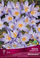 Крокус прекрасный Кассиопея 
