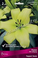 Лилия ЛА-Гибрид Геррит Залм (14/16) 2 шт