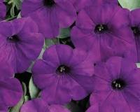 Петуния Изи Вейв блу F1 (Минитуния) суперкаскад. 4 шт.