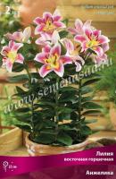 Лилия Восточная горшечная Анжелика (12/14) 2 шт