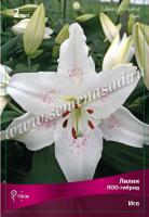 Лилия ЛОО-Гибрид Игл  (12/14) 2 шт