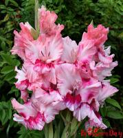 Гладиолус крупноцветковый Адреналин  (12/14) 5 шт 