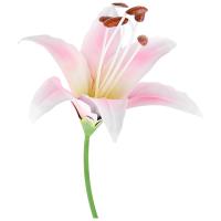 Стикер садовый Лилия Марлен 108844