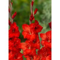 Гладиолус Крупноцветковае Йоска (10/12) 10 шт 841779