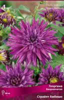 Георгина бахромчатая Страйпт Амбишн (I) 1 шт