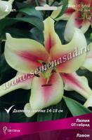 Лилия ОТ-Гибрид Лавон