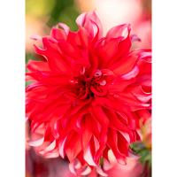 Георгина декоративная Ред Лабиринт (I) 1 шт 835316