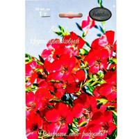 Лен Красный Пламя 20*1