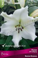 Лилия ОТ-Гибрид Вилла Бланка (14/16) 2 шт