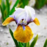 Ирис карликовый Фокус Покус (I) 1 шт 835328