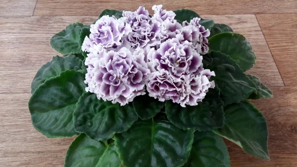 фиалки не цветут