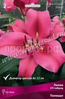 Лилия ОТ-Гибрид Палаццо (14-16) 2 шт 736219 Лилия ОТ-Гибрид Палаццо (14-16) 2 шт 736219