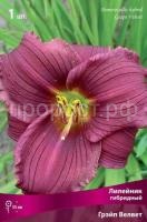 Лилейник гибридный Грэйп Велвет (1) Лилейник гибридный Грэйп Велвет (1)