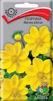 Георгина Мигнон жёлтая