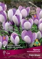 krokus_krupnocvet_wale_shark_kaper