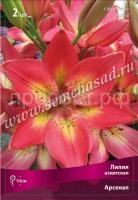 Лилия Азиатская Арсенал (14-16) 2шт 675435 Лилия Азиатская Арсенал (14-16) 2шт 675435