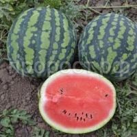 Арбуз Астраханский