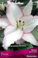 Лилия Восточная Милессимо (14-16) 2 шт 736122 Лилия Восточная Милессимо (14-16) 2 шт 736122