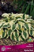 Хоста гибридная Брим Кап