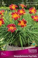 Лилейник гибридный ЭвериДейлили Ред Рибз