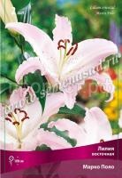 Лилия Восточная Марко Поло (14-16) 2 шт 330640 Лилия Восточная Марко Поло (14-16) 2 шт 330640