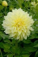 Кельвин Фладлайт