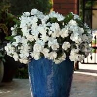 Без названия