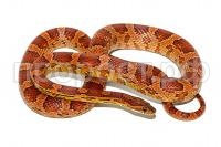 SE-68_Elaphe_guttata_var_normal_female_2012_by_www-siniyej-ru