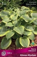 Хоста гибридная Абиква Мунбим