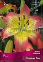 Лилия Азиатская Оклахома Сити (12-14) 5 шт 717752 Лилия Азиатская Оклахома Сити (12-14) 5 шт 717752