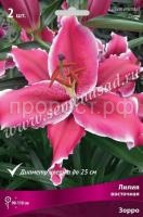 Лилия Восточная Зорро (14-16) 2 шт 736131 Лилия Восточная Зорро (14-16) 2 шт 736131