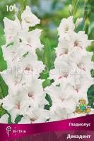 gladiolus-krupnotsvetkovyy-dekadent