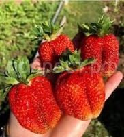 Без названия