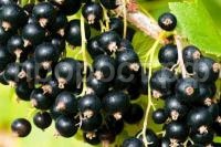 смородина черная добрый джин