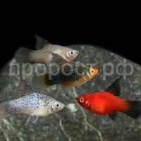 Рыба Пецилия ассорти (Poecilia sp.) Рыба Пецилия ассорти (Poecilia sp.)