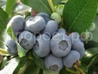 Без названия