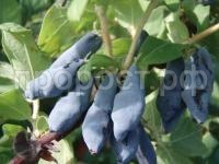 жимолость нимфа