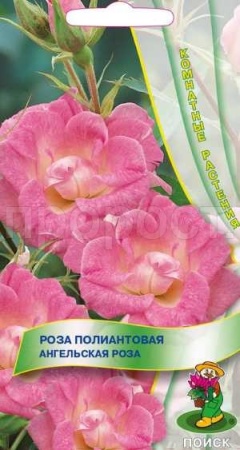 Роза полиантовая Ангельская роза 5шт