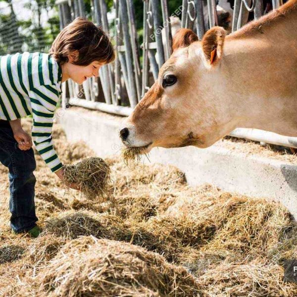 ЗЦМ ПРОРОСТ 16% 25кг